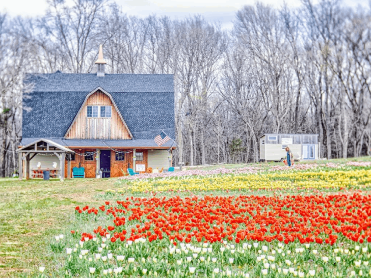 This Charming Tennessee Flower Farm Is a Springtime Dream