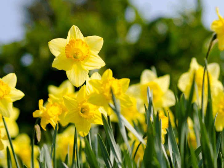 This Gorgeous Tennessee Valley Turns Into a Sea of Daffodils Every Spring