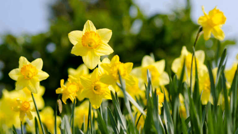 This Gorgeous Tennessee Valley Turns Into a Sea of Daffodils Every Spring
