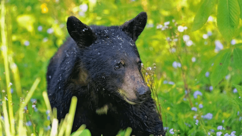 This Scenic Smoky Mountains Loop Is The Best Place to See Black Bears in Tennessee