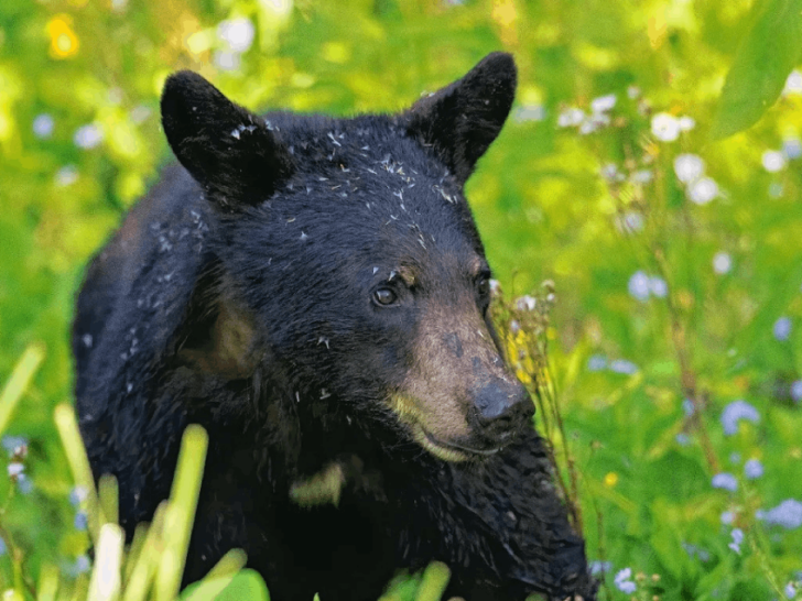 This Scenic Smoky Mountains Loop Is The Best Place to See Black Bears in Tennessee