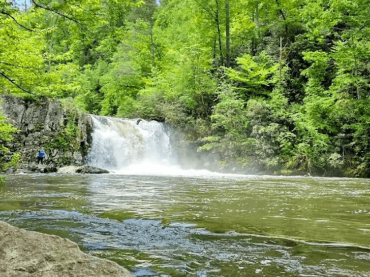 This Scenic Tennessee Hike Leads to a Waterfall and Stunning Spring Wildflowers