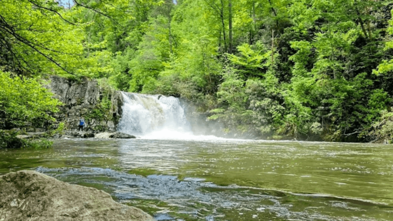 This Scenic Tennessee Hike Leads to a Waterfall and Stunning Spring Wildflowers