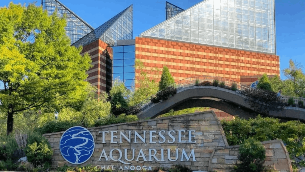 This Tennessee Aquarium Is Home to a Massive Alligator You Can See Up Close