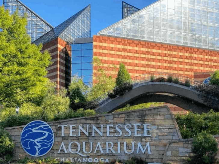 This Tennessee Aquarium Is Home to a Massive Alligator You Can See Up Close