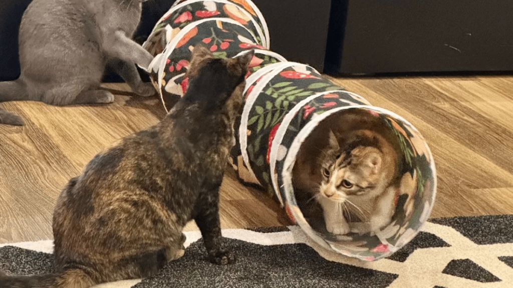 This Tennessee Cat Café Is A Cozy Escape Every Cat Lover Will Adore