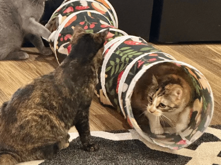 This Tennessee Cat Caf&eacute; Is A Cozy Escape Every Cat Lover Will Adore