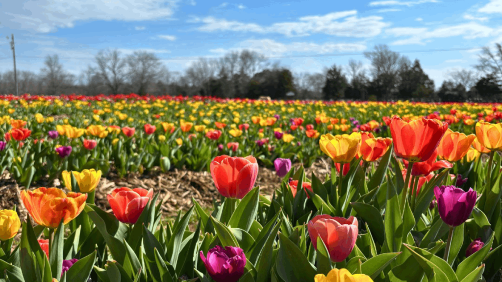 This Tennessee Farm Lets You Wander Through a Million Tulips—and Pick Your Own Bouquet