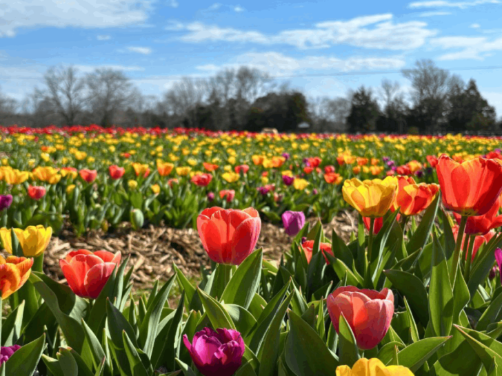 This Tennessee Farm Lets You Wander Through a Million Tulips—and Pick Your Own Bouquet