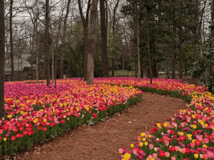 This Tennessee Garden Is Filled With Colorful Tulips—And Admission Is Free