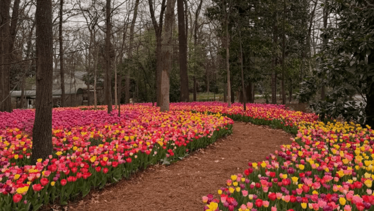 This Tennessee Garden Is Filled With Colorful Tulips—And Admission Is Free