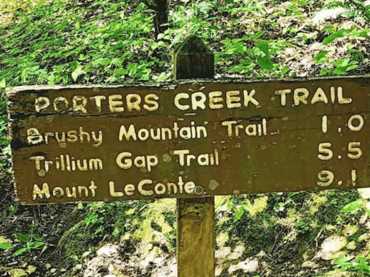 This Tennessee Trail Is One of the Best Places to See Wildflowers in Bloom