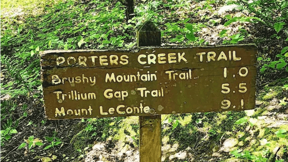 This Tennessee Trail Is One of the Best Places to See Wildflowers in Bloom