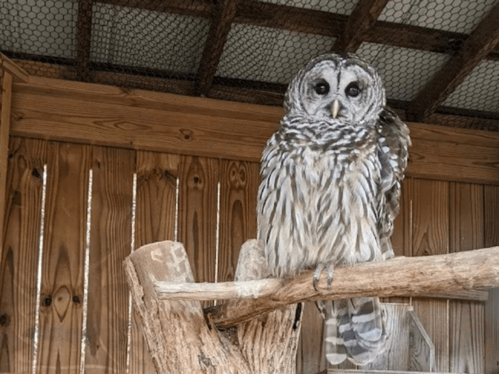 This Tennessee Wildlife Sanctuary Is a Quiet Refuge for Owls and 2,000 Other Species