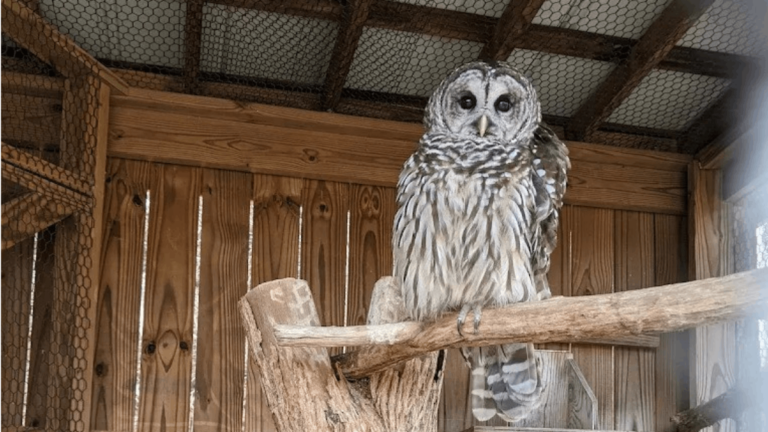 This Tennessee Wildlife Sanctuary Is a Quiet Refuge for Owls and 2,000 Other Species