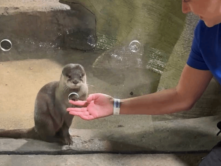 This Tennessee Zoo Gives Visitors the Chance to Meet Some Seriously Cute Otters