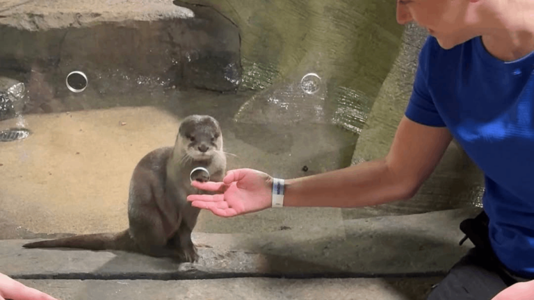 This Tennessee Zoo Gives Visitors the Chance to Meet Some Seriously Cute Otters