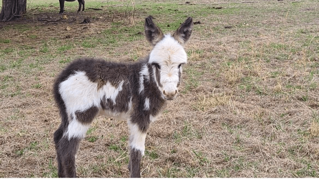 This Tiny-Home Stay in Tennessee Comes With Donkeys You Can Pet All Day
