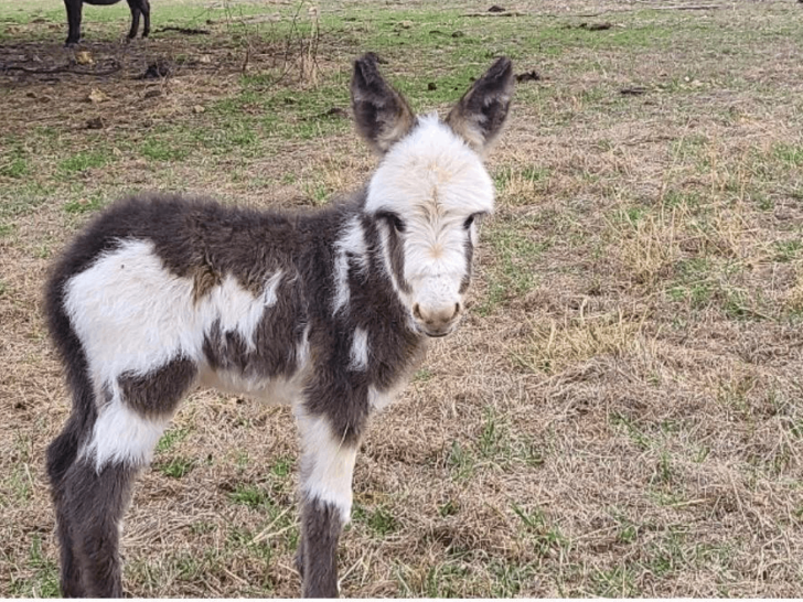 This Tiny-Home Stay in Tennessee Comes With Donkeys You Can Pet All Day