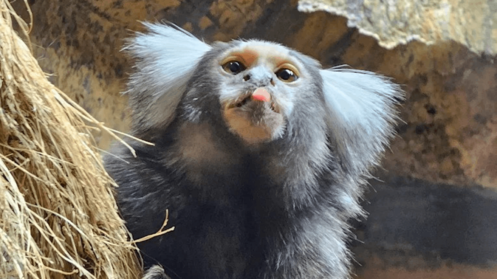 This Unique Tennessee Attraction Lets You Come Face to Face With Monkeys