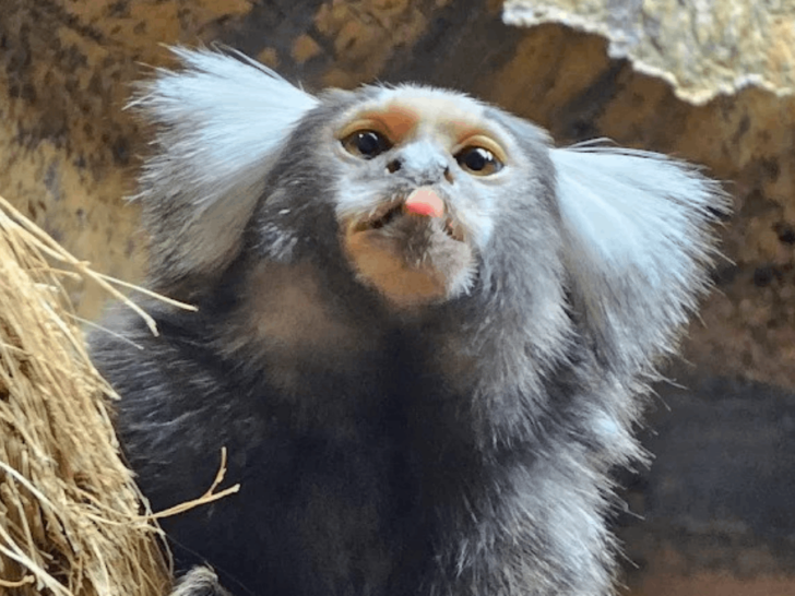 This Unique Tennessee Attraction Lets You Come Face to Face With Monkeys