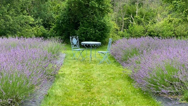 Nettle Creek Lavender Farm (Morris)