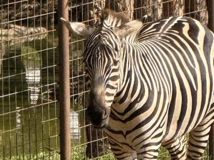 10 Incredible Places In Tennessee Where You Can Meet Giraffes, Zebras, And Other Exotic Animals