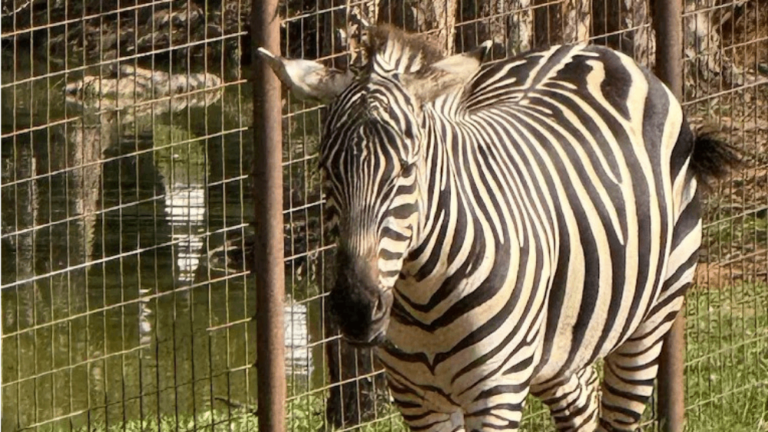 10 Incredible Places In Tennessee Where You Can Meet Giraffes, Zebras, And Other Exotic Animals
