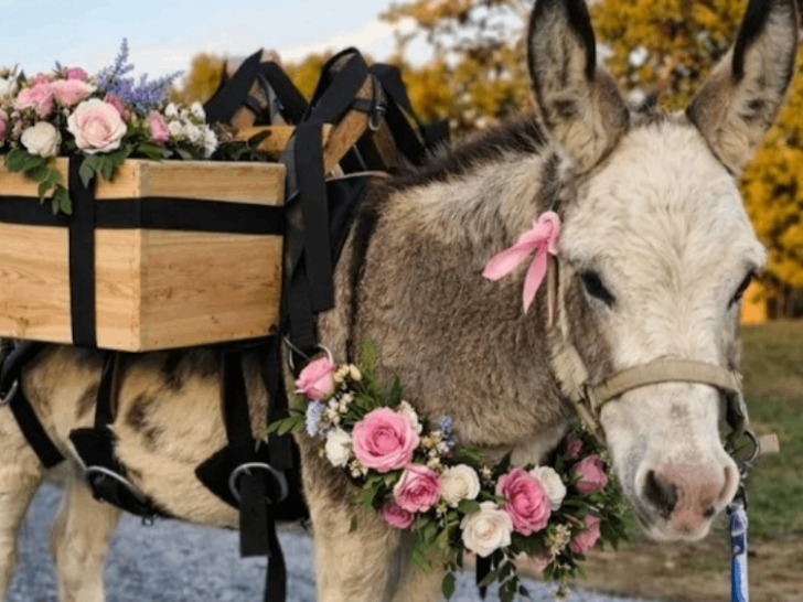 10 Must-Visit Tennessee Animal Farms for the Perfect Spring Day