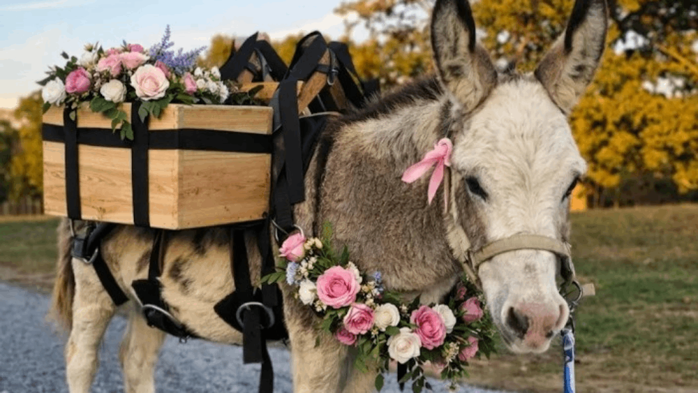 10 Must-Visit Tennessee Animal Farms for the Perfect Spring Day
