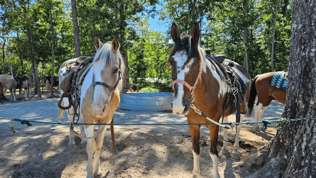 10 Stunning Tennessee Spots For A Horseback Ride You'll Never Forget