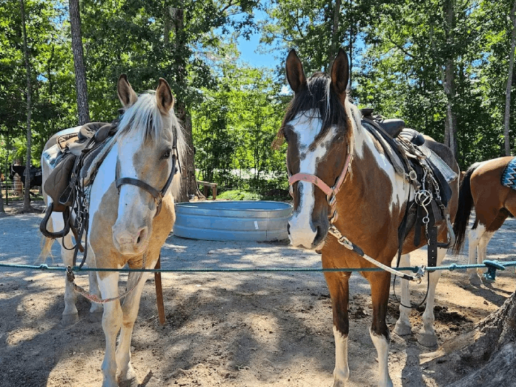 10 Stunning Tennessee Spots For A Horseback Ride You'll Never Forget