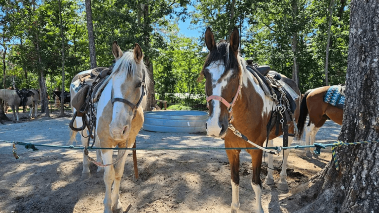 10 Stunning Tennessee Spots For A Horseback Ride You’ll Never Forget