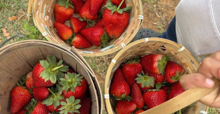 10 Charming Texas U-Pick Farms Families Will Love This Year