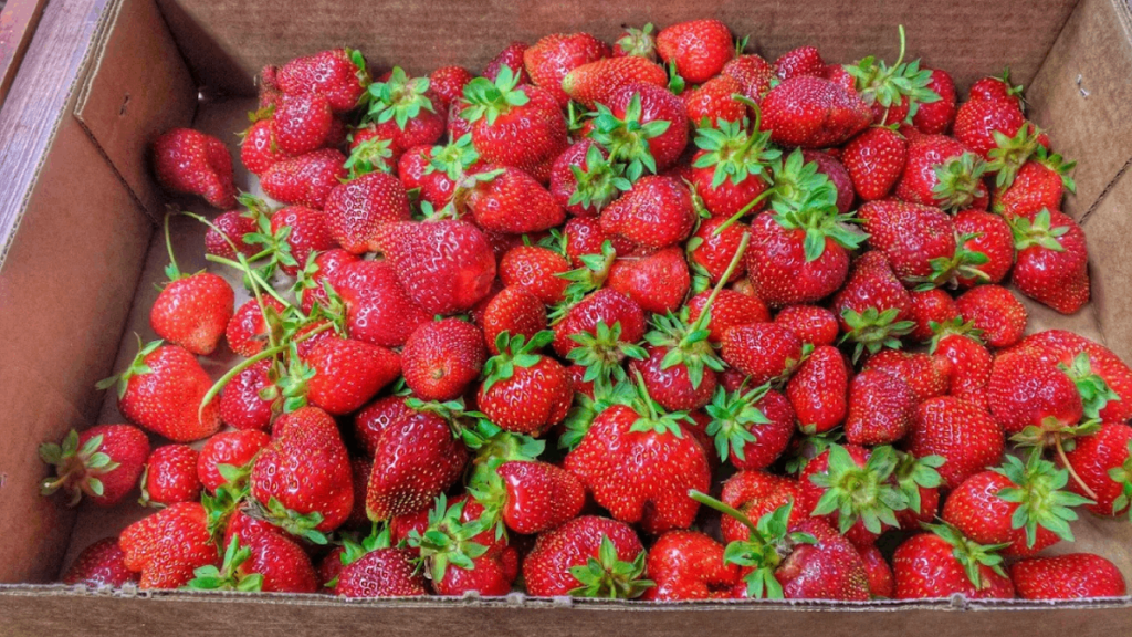 11 Charming Tennessee U-Pick Farms Families Will Want to Visit This Year