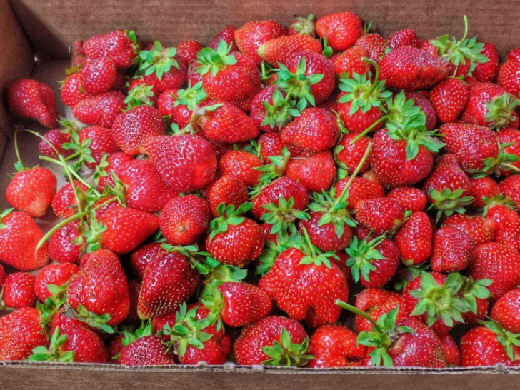 11 Charming Tennessee U-Pick Farms Families Will Want to Visit This Year