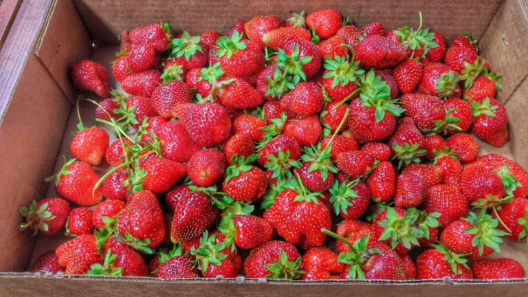 11 Charming Tennessee U-Pick Farms Families Will Want to Visit This Year