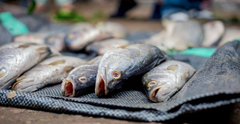 11 New Jersey Fish Markets Where the Catch Is Always Fresh