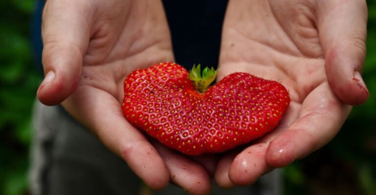 11 Pennsylvania Spots Perfect For Strawberry Picking This Spring