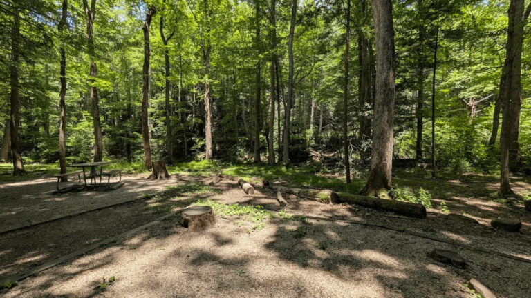 12 Tennessee Picnic Spots So Scenic, They Belong on Your 2026 Calendar