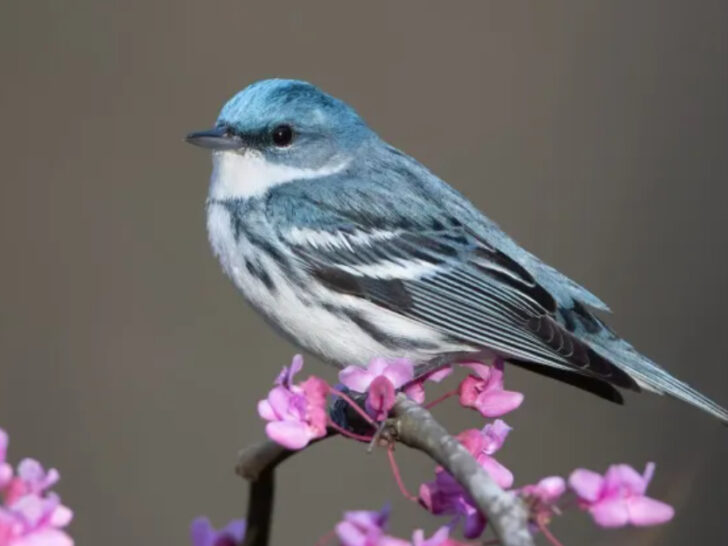 12 Ohio Birding Hotspots That Shine Brightest During May