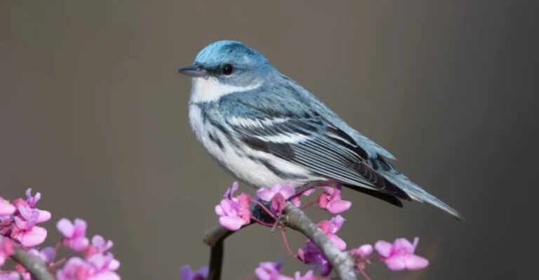 12 Ohio Birding Hotspots That Shine Brightest During May