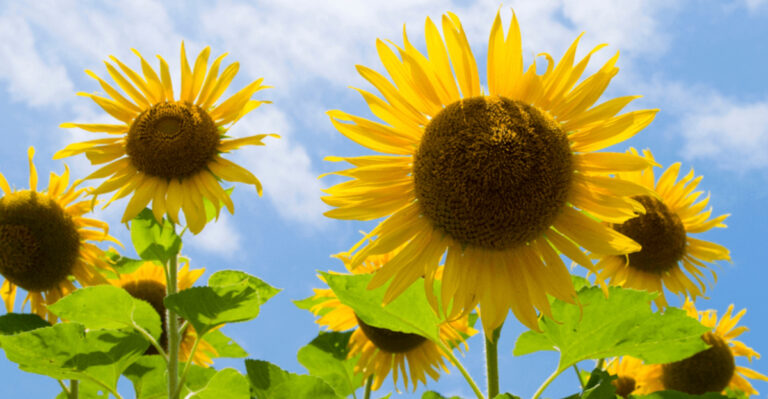 12 Washington Flower Farms Where You Can Pick Your Own Beautiful Blooms