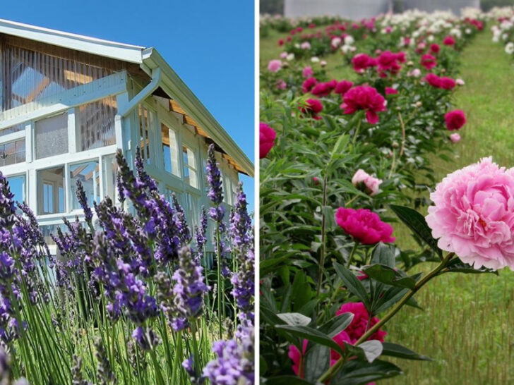 13 Must-Visit Flower Farms in Illinois for a Colorful Spring Adventure