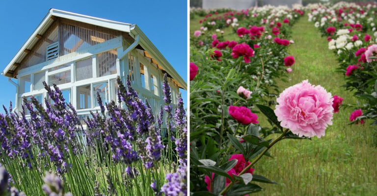 13 Must-Visit Flower Farms in Illinois for a Colorful Spring Adventure