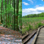 14 Pennsylvania Trails With Scenic Boardwalks and Wildlife Encounters