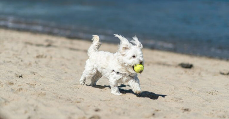 15 Dog-Friendly Beaches in New Jersey Every Pet Parent Should Know