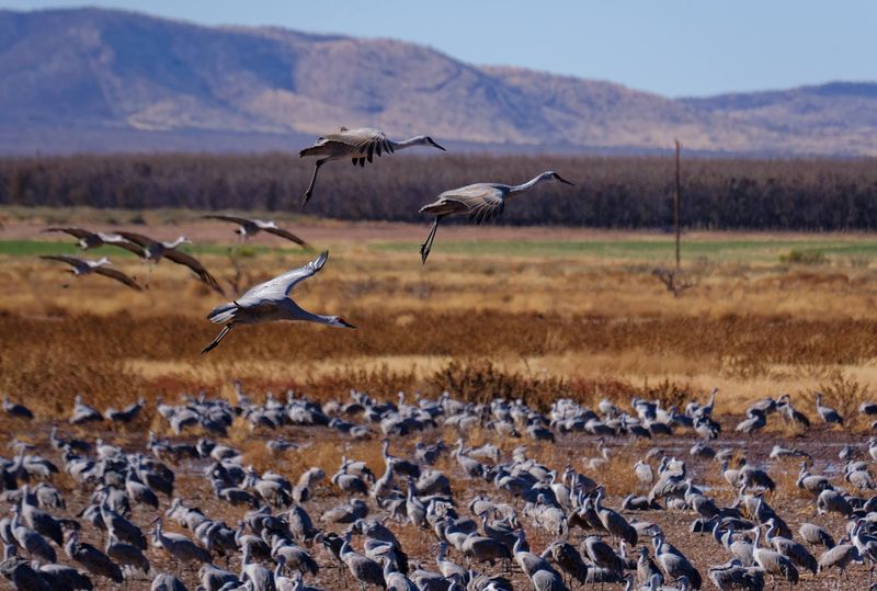 Whitewater Draw Wildlife Area (McNeal, Arizona)