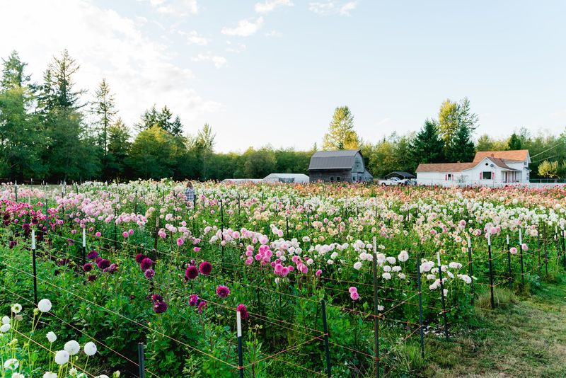 Stanwood Flower Farm (Stanwood)
