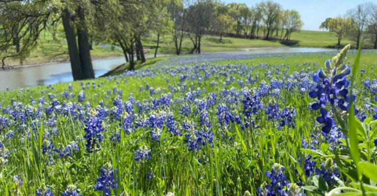 40 Miles of Bluebonnets? Why Everyone is Heading to This North Texas Town April 17-19